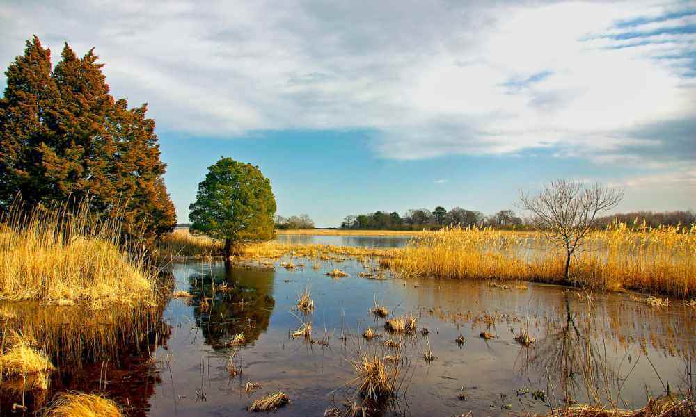 Wetlands