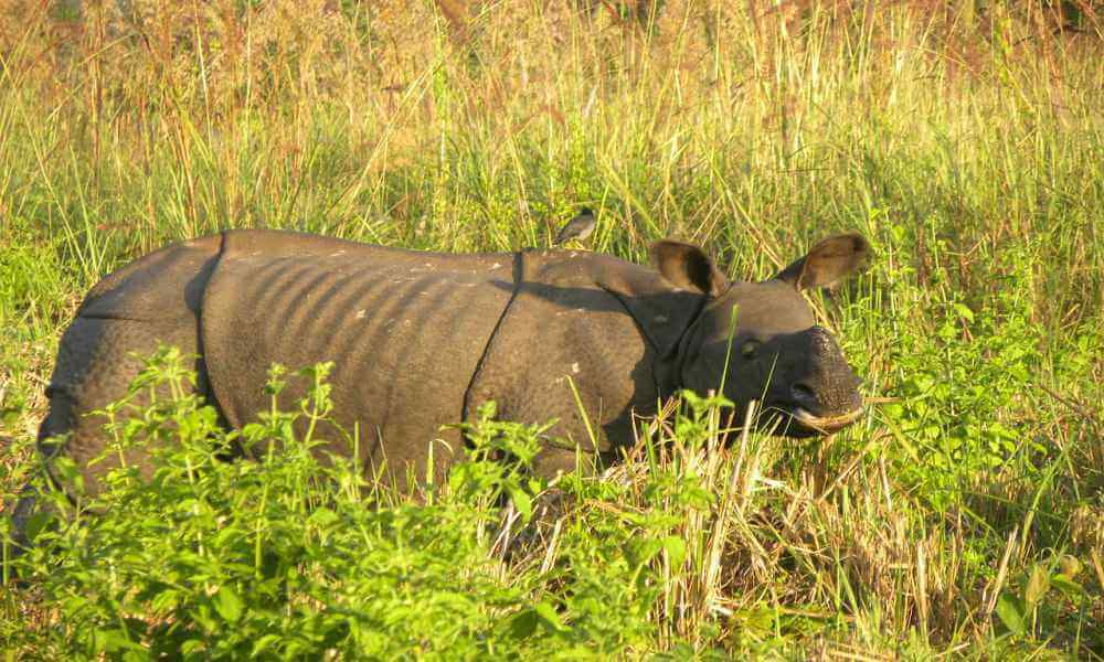 National Parks in India