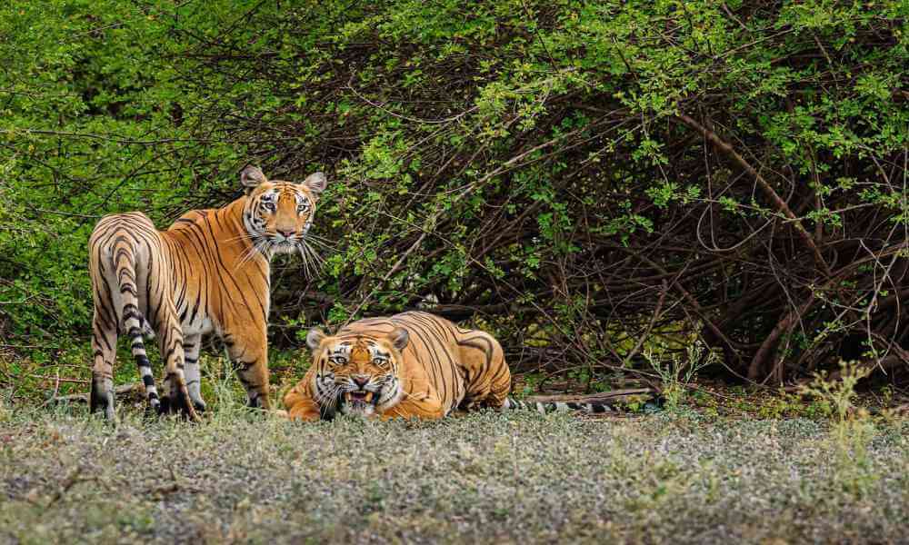 Tiger Reserves in India
